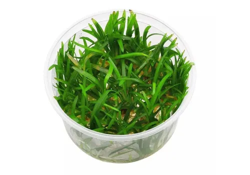 Moerings Eriocaulon Vietnam | In vitro cup