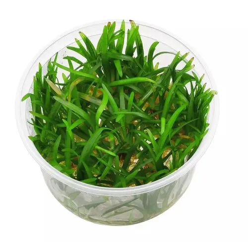 Moerings Eriocaulon Vietnam | In vitro cup