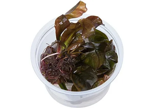 Easy Grow Echinodorus Reni | In vitro cup