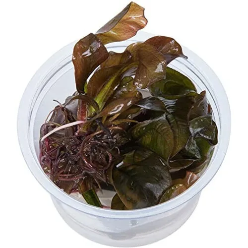Easy Grow Echinodorus Reni | In vitro cup