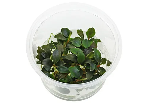 Moerings Bucephalandra sp. red | In vitro cup