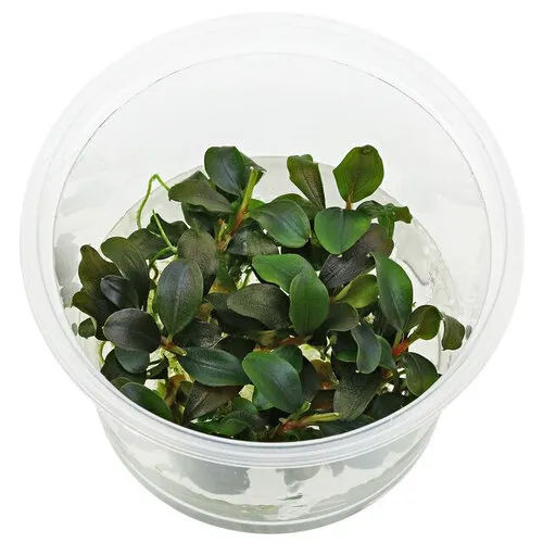 Moerings Bucephalandra sp. red | In vitro cup
