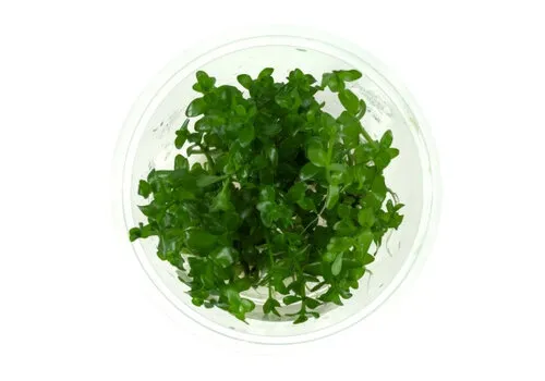 Moerings Bacopa Caroliniana | Grofbladige bacopa | In vitro cup