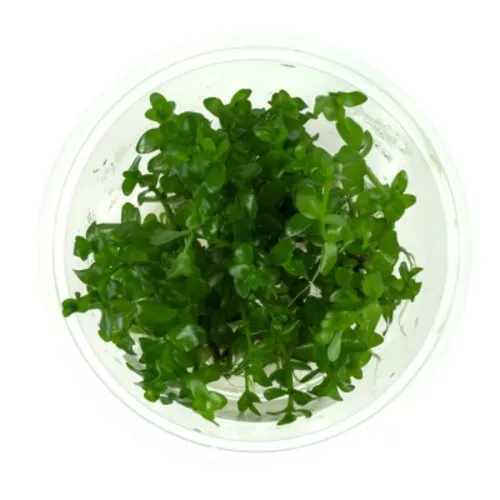 Moerings Bacopa Caroliniana | Grofbladige bacopa | In vitro cup