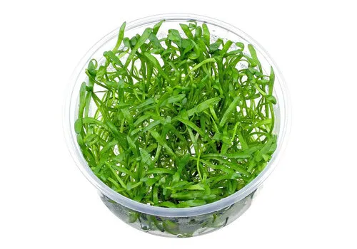 Moerings Lilaeopsis Brasilensis | Grasplant | In vitro cup