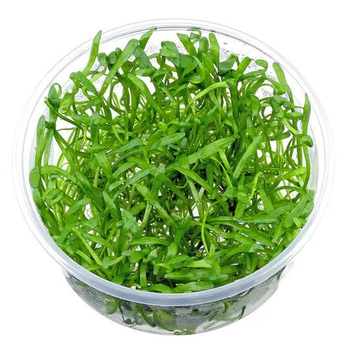 Moerings Lilaeopsis Brasilensis | Grasplant | In vitro cup