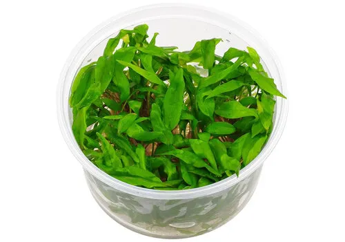 Moerings Cryptocoryne Undulatus | In vitro cup