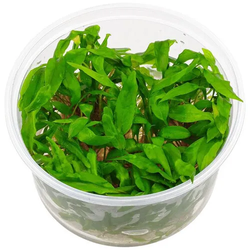 Moerings Cryptocoryne Undulatus | In vitro cup