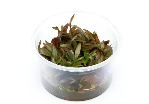 Moerings Cryptocoryne Wendtii | Langstelige wendtii | In vitro cup