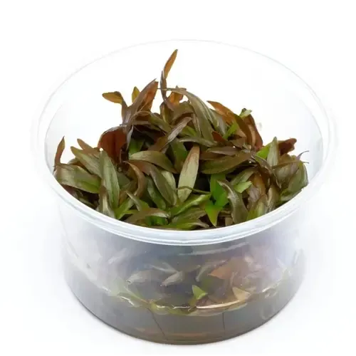 Moerings Cryptocoryne Wendtii | Langstelige wendtii | In vitro cup