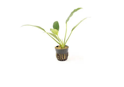 HS Aqua Anubias Congensis | Speerblad | in 5 cm pot