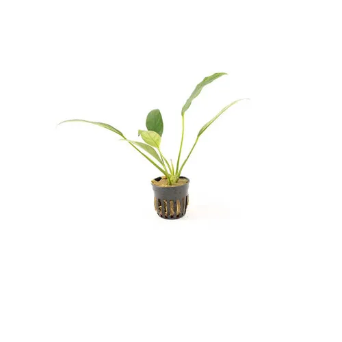 HS Aqua Anubias Congensis | Speerblad | in 5 cm pot