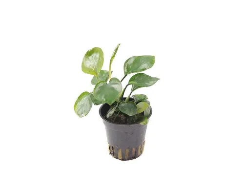 HS Aqua Anubias Nana Coin in 5 cm pot