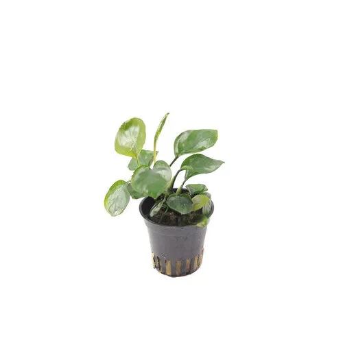 HS Aqua Anubias Nana Coin in 5 cm pot