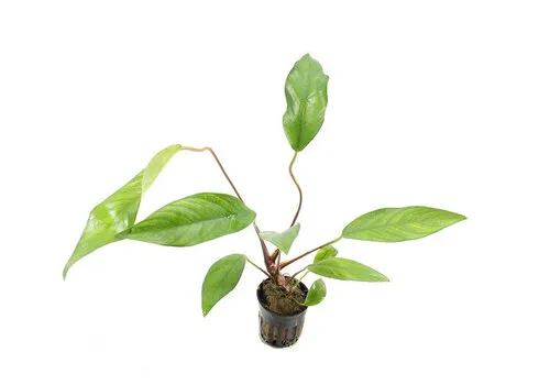 HS Aqua Anubias Lanceolata | In 5 cm pot