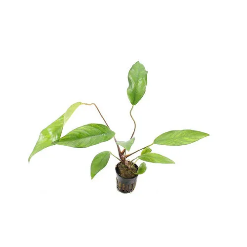 HS Aqua Anubias Lanceolata | In 5 cm pot