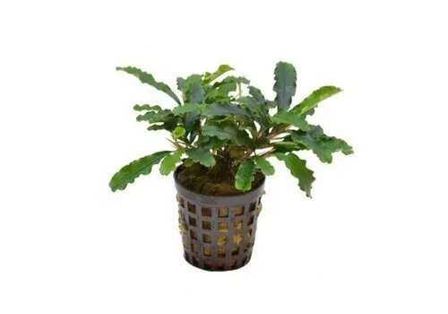 Moerings Bucephelandra sintang | In 5cm pot