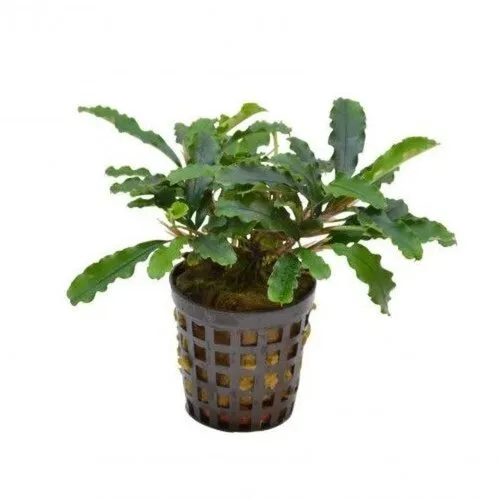 Moerings Bucephelandra sintang | In 5cm pot