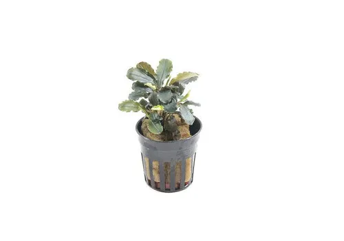 Moerings Bucephalandra Maia | In 5 cm pot