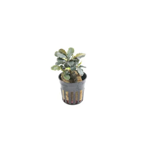 Moerings Bucephalandra Maia | In 5 cm pot
