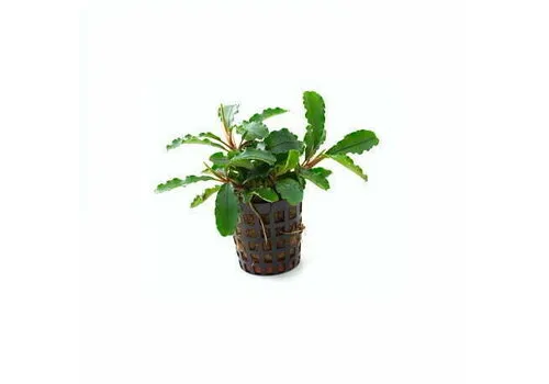 Moerings Bucephalandra Green Velvet | In 5 cm pot