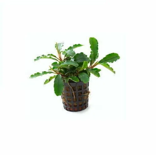 Moerings Bucephalandra Green Velvet | In 5 cm pot