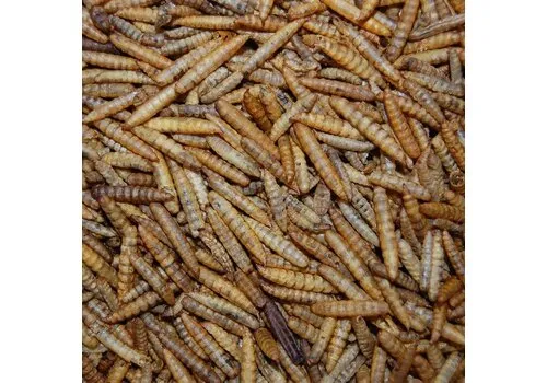 Junai.nl Pallet Black Soldier Fly 350KG