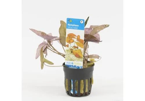 Moerings Nymphaea Lotus Rood | Rode Tijger Lotus | in 5 cm pot