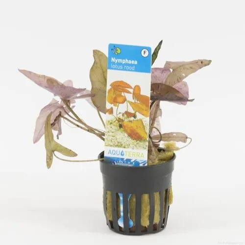 Moerings Nymphaea Lotus Rood | Rode Tijger Lotus | in 5 cm pot