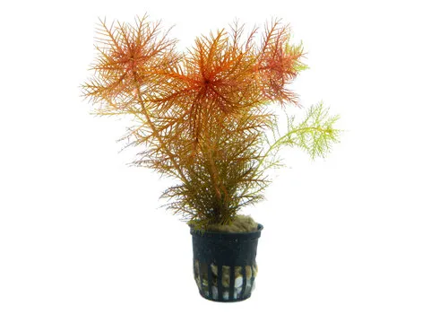 Aquafleur Proserpinaca Palustris in 5 cm pot