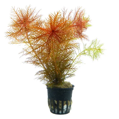 Aquafleur Proserpinaca Palustris in 5 cm pot
