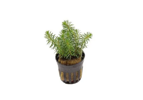 HS Aqua Rotala Walichii | in 5 cm pot