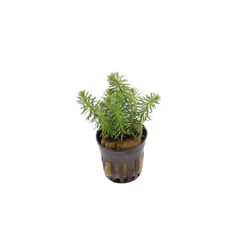 HS Aqua Rotala Walichii | in 5 cm pot