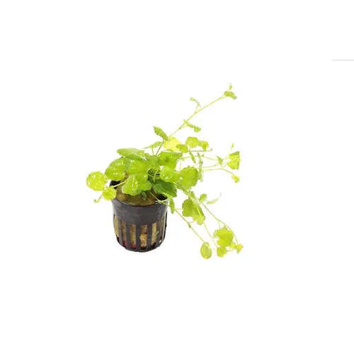 Aquafleur Cardamine lyrata | Chinese klimop | in Terracotta Ring