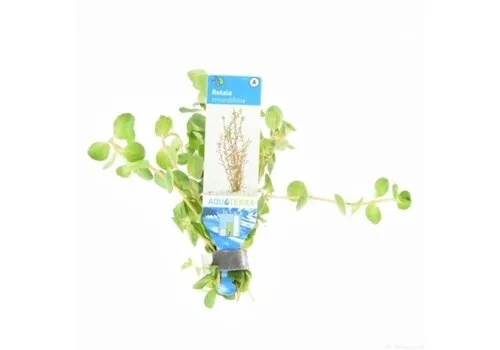 Moerings Rotala Rotundifolia | Ronde Rotala | in Terracotta Ring