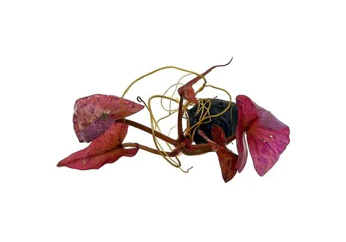 Moerings Nymphaea Lotus Rood | Rode Tijger Lotus | Los