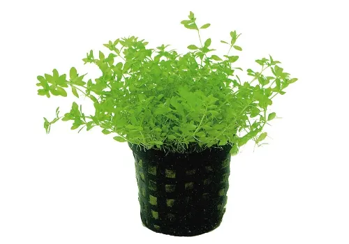 Moerings Micranthemum Micranthemoides | Amerikaans parelkruid | in 5 cm pot