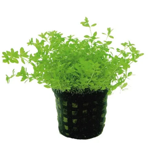 Moerings Micranthemum Micranthemoides | Amerikaans parelkruid | in 5 cm pot