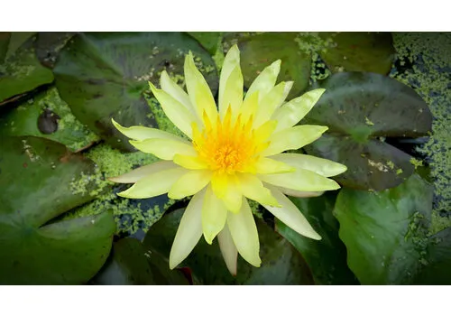 AQUAlook Nymphaea Rhizome Yellow | Gele Waterlelie | Los