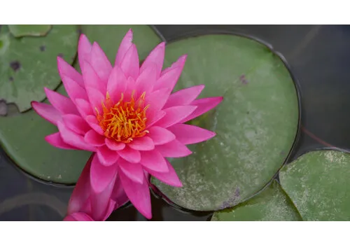 AQUAlook Nymphaea Rhizome Pink | Roze Waterlelie | Los