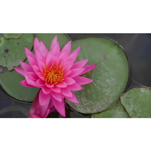 AQUAlook Nymphaea Rhizome Pink | Roze Waterlelie | Los