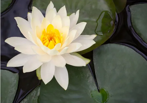 AQUAlook Nymphaea Rhizome White | Witte Waterlelie | Los