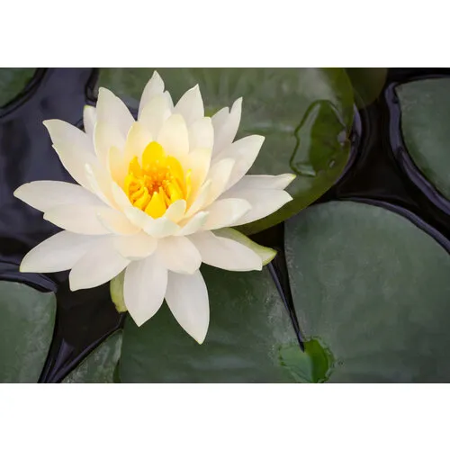 AQUAlook Nymphaea Rhizome White | Witte Waterlelie | Los