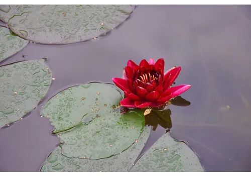 AQUAlook Nymphaea Rhizome Red | Rood Waterlelie | Los