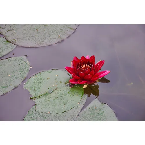 AQUAlook Nymphaea Rhizome Red | Rood Waterlelie | Los