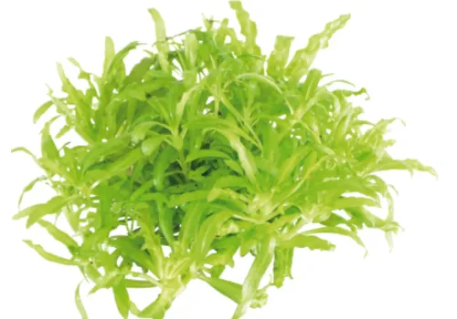 EcoScape Pogostemon Helferi | Thai waterkastanje | in vitro cup