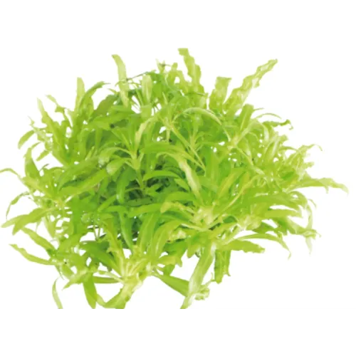 EcoScape Pogostemon Helferi | Thai waterkastanje | in vitro cup