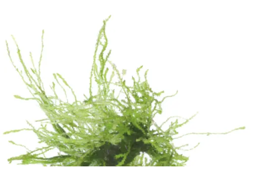 Moerings Vesicularia Ferriei | Treurmos | in vitro cup