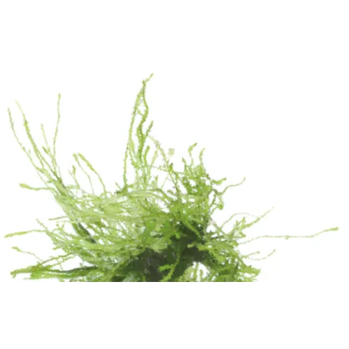 Moerings Vesicularia Ferriei | Treurmos | in vitro cup