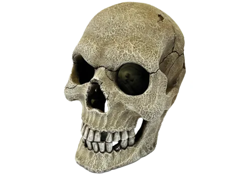 Repto Human Skull XL schedel voor terrarium